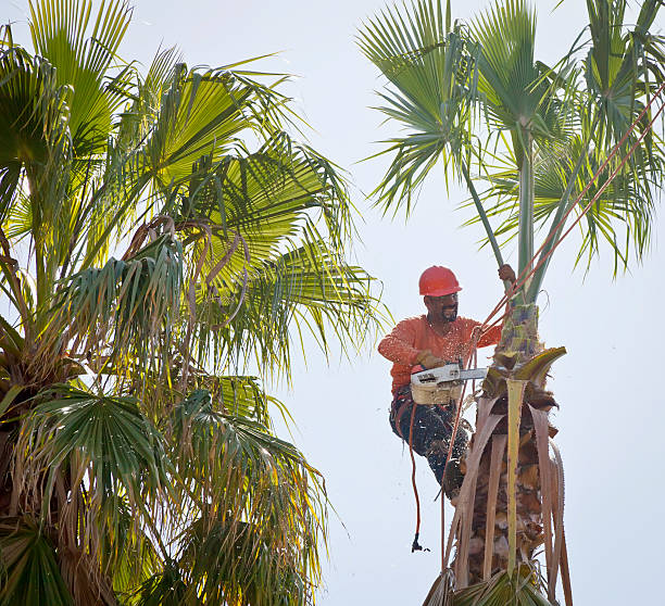 The Steps Involved in Our Tree Care Process in Benjamin, UT